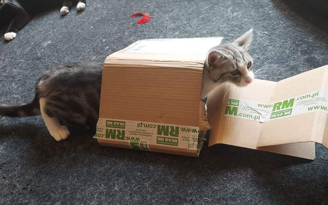 Żaden kartonik nie może czuć się bezpieczny w domu kota.