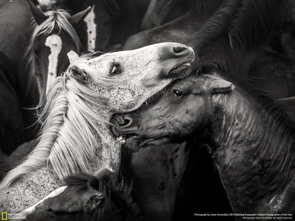 Fotografie natury, która nie przestaje zachwycać. Oto finałowe prace konkursu National Geographic Nature Photographer of the Year 2016 20