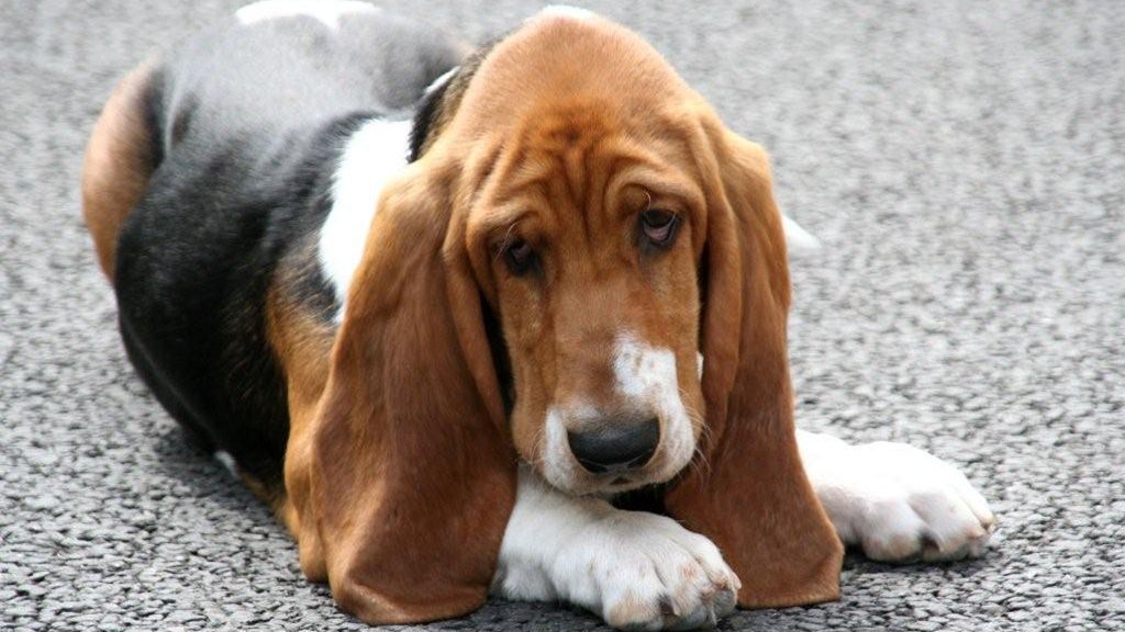 Trzymaj swojego psa na muszce! 1