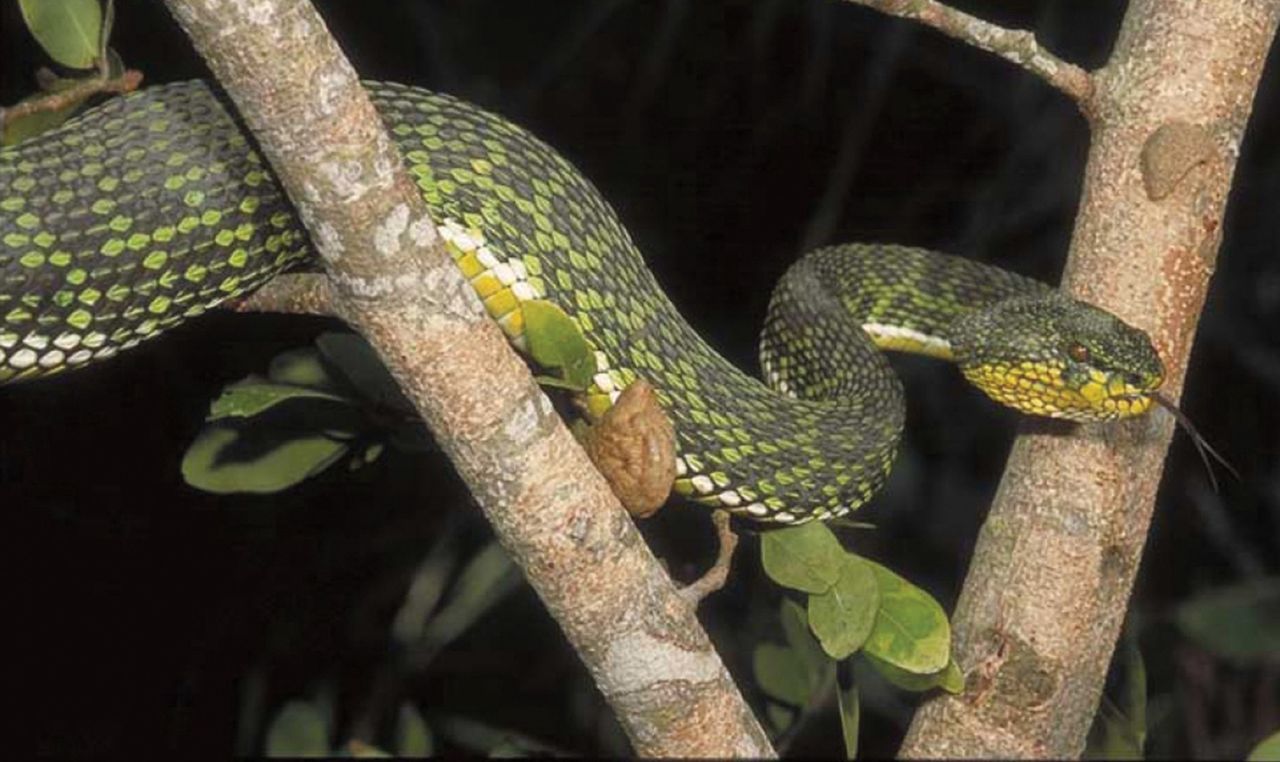 Remarkable discovery: New pit viper species with unique coloring stuns scientists in Burma