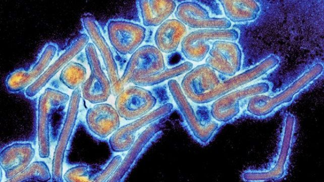 wirus Ebola