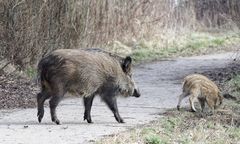 Makabra w Konstantynowie Łódzkim. Martwy dzik przy śmietniku