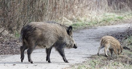 Makabra w Konstantynowie Łódzkim. Martwy dzik przy śmietniku