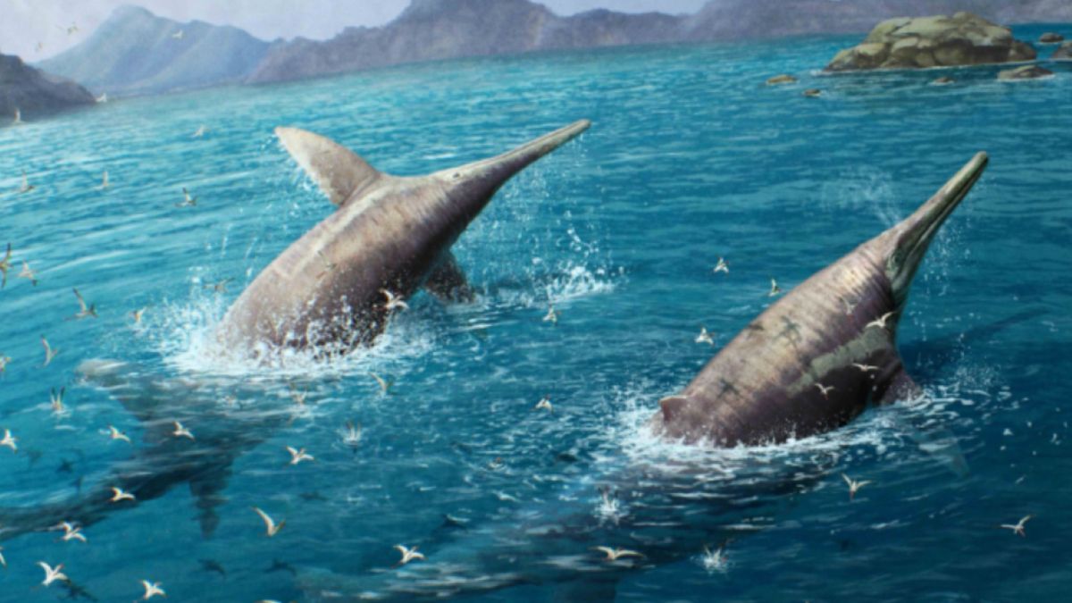 11-latka pomogła w odkryciu największego gada morskiego w historii