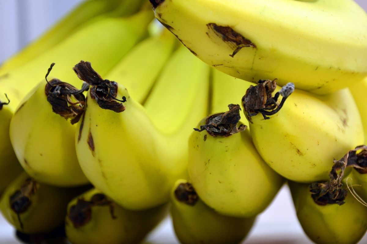 Czy jedzenie bananów zimą szkodzi?