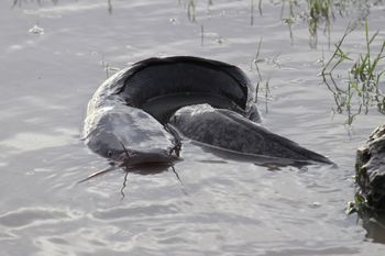 Afrykańska tawada pustoszy rzeki w centrum Brazylii. Alarm w stanie Goias