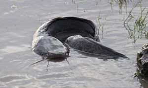 Afrykańska tawada pustoszy rzeki w centrum Brazylii. Alarm w stanie Goias