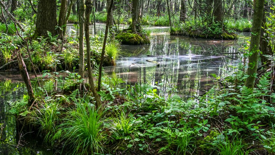 Puszcza Białowieska to jedyny las naturalny w Europie