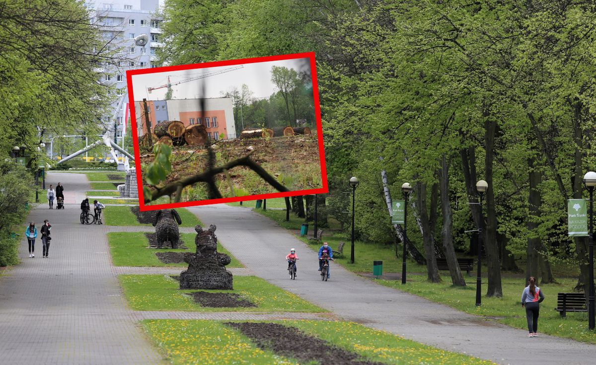Ponad 1200 drzew wycięto przy Parku Śląskim w Chorzowie