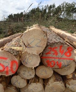 Zbieranie chrustu w lasach. "To zostało złośliwie wyśmiane"