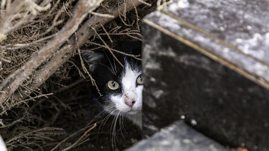 Bezdomny kot w schronieniu.