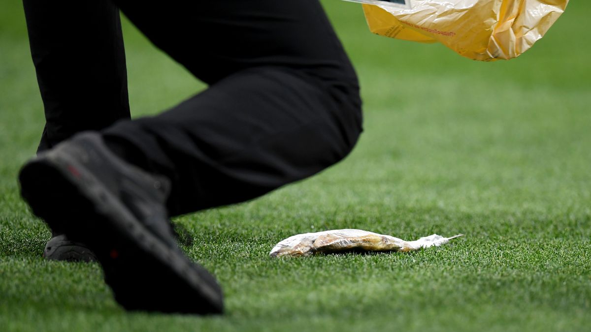 Zdjęcie okładkowe artykułu: Getty Images / Matthias Hangst / Jeden z kibiców podczas półfinału Chorwacja-Anglia rzucił na murawę... rybę