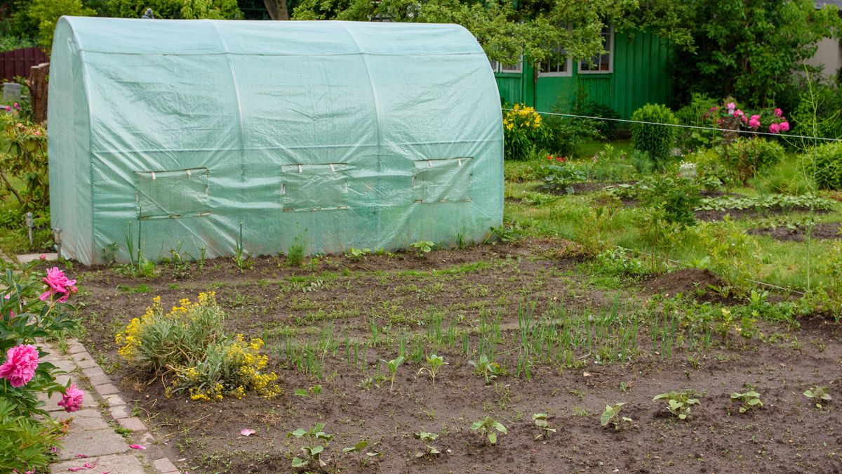 ogródek, plony, rolnictwo, ogród, kopanie, ziemia, praca, w ogrodzie, uprawa warzyw, na polu, wiosna, ogrodnik, hobby, teren, pole, ogród warzywny, rekreacja, rabata, domek, letniskowy, farma, jedzenie, gleba, plon, ogrodnictwo, lato, pomidor, kartofel, rod, warzywniak