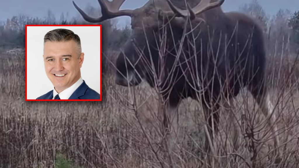 Marek Oźlański pokazał atak łosia na człowieka
