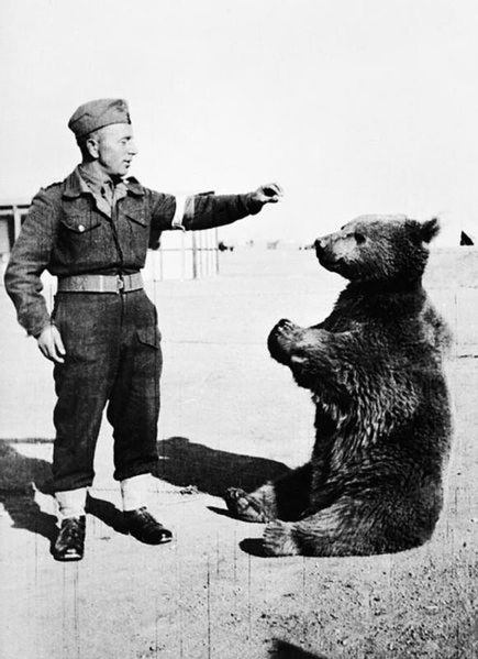 Wojtek (Fot. Wikipedia/PD-BRITISHGOV)