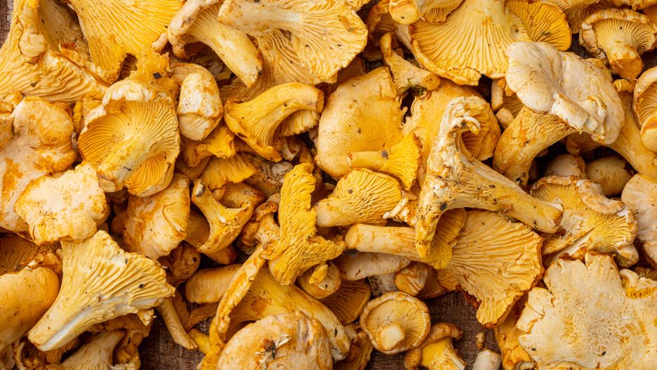 Kurki to grzyby lubiane przez wiele osób 