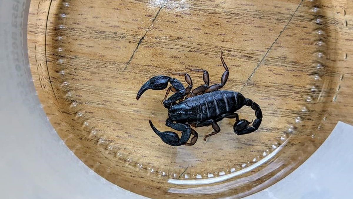 Mieszkańcy Lublina znaleźli w swoim mieszkaniu skorpiona 