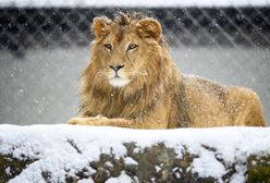 Wigilia 2020. "Dzika karta" do ZOO we Wrocławiu. Nietypowy pomysł na prezent