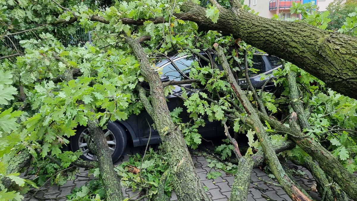 Samochód uszkodzony przez powalone drzewo na ul. Agatowej