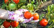 Zakop pod pomidorami. Latem będziesz je zbierać wiadrami