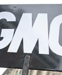 Inspekcja nasiennictwa: trzy przypadki podejrzenia upraw GMO