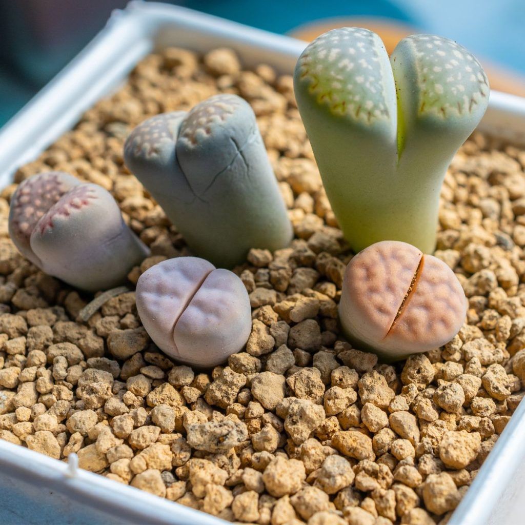 Lithops