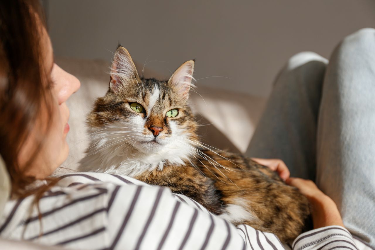 Cats' squinting: a smiling signal paving the way for a human-feline bond, researchers find