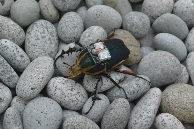 Hackowanie natury: zdalnie sterowany, żywy chrząszcz. Hybryda owada i robota 2