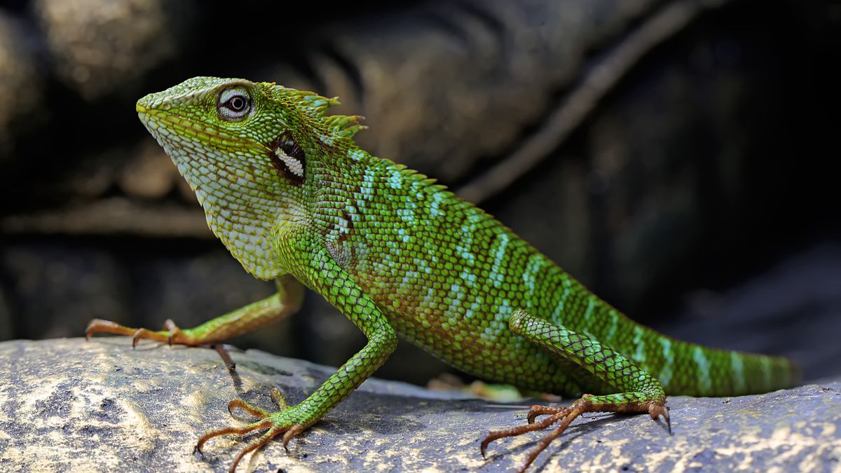 Krzyżówka o o gadach