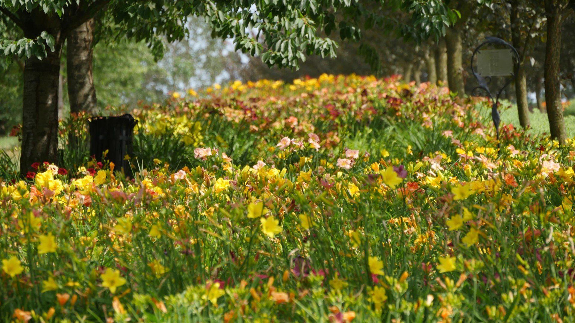 Na południu Dolnego Śląska, zaledwie godzinę drogi od Wrocławia, kryje się wyjątkowe miejsce - Arboretum w Wojsławicach. To nie tylko ogród botaniczny, ale też romantyczny park z ponad 200-letnią historią, w którym przyroda splata się z pasją i sztuką ogrodniczą.