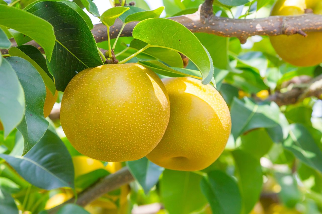 Ten owoc smakuje jak jabłko i melon jednocześnie. Jak uprawiać gruszę Nashi w Polsce?