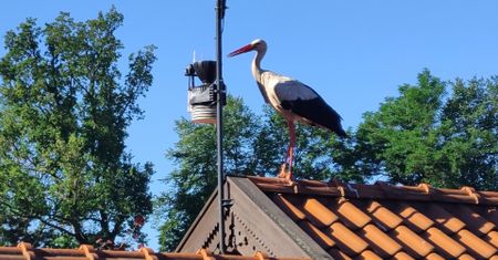 Wiosna coraz bliżej. Bocian Krutek wrócił jako pierwszy