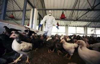Ptasia grypa. To już dziewiąta ofiara w tym roku