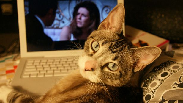 5 filmów stworzonych po to, by uszczęśliwić Waszego kota [wideo] 1