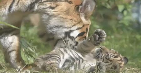 Wielki sukces w polskim zoo. Jest najrzadszy na świecie