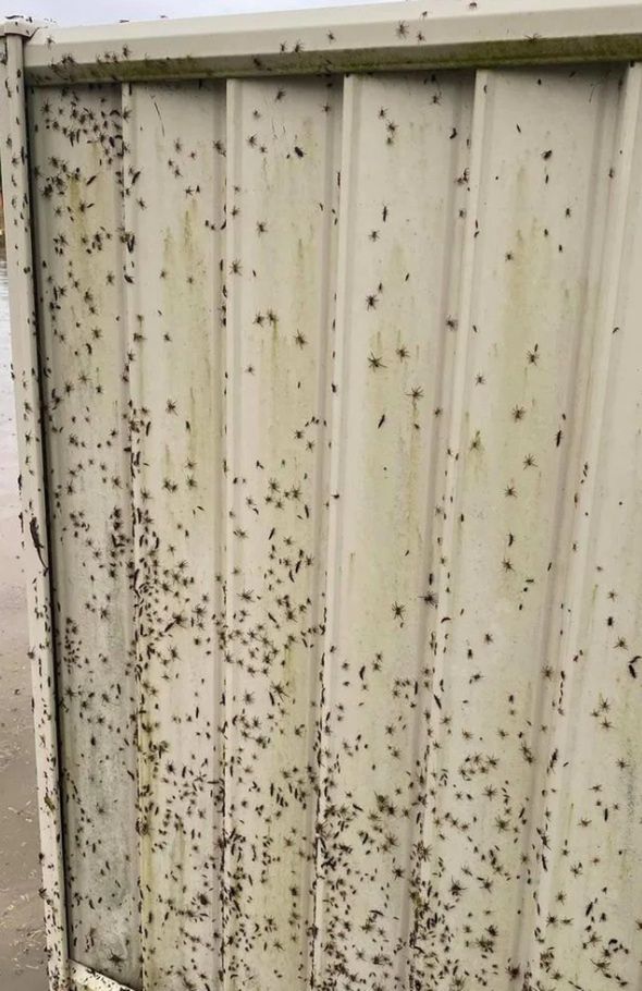 Pająki sparaliżowały Nową Południową Walię