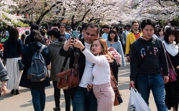 Odwołali festiwal kwitnącej wiśni. Wszystko przez turystów