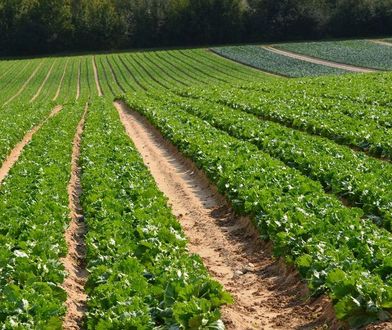 Duże pieniądze do wzięcia przez rolników. Ale trzeba się pospieszyć