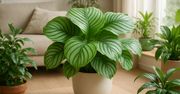 Kalatea Orbifolia. Odwdzięczy się pięknem za odrobinę troski