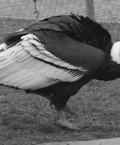 Chorzów. Odszedł jeden z najstarszych mieszkańców zoo