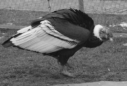 Chorzów. Odszedł jeden z najstarszych mieszkańców zoo