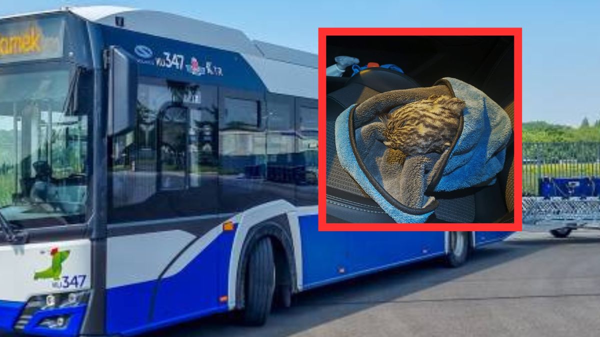 Kierowca autobusu MPK Kraków uratował ranną sowę.