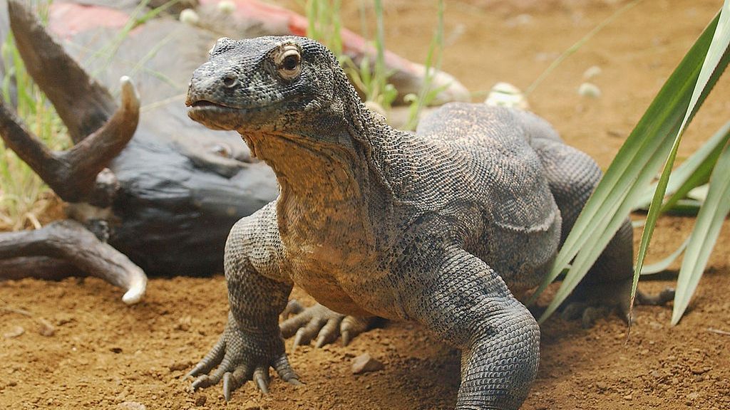 wykorzystali jaszczurke mezczyzni zoo