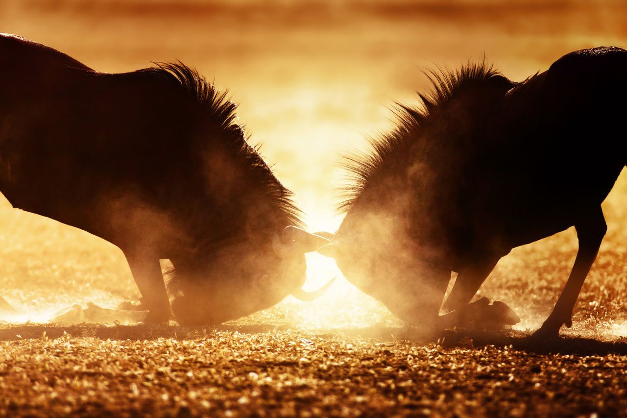 Android i GPL a sprawa polska