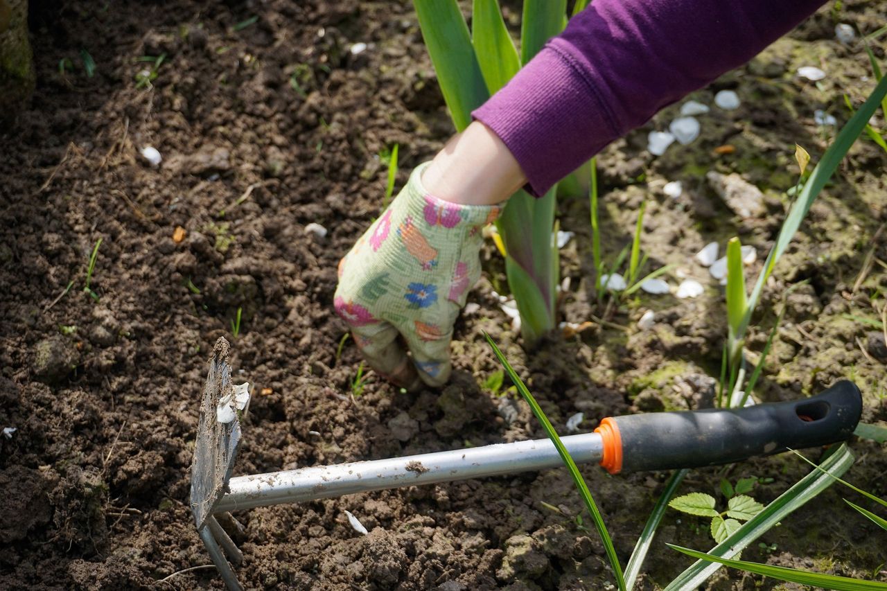 Kalendarz biodynamiczny dla ogrodników, rolników i działkowców. Kiedy sadzić i zbierać rośliny?