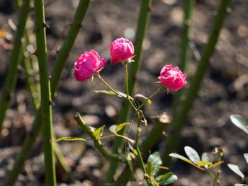 Jak sadzić i kiedy przycinać róże? Teraz jest czas na róże z "gołym korzeniem"