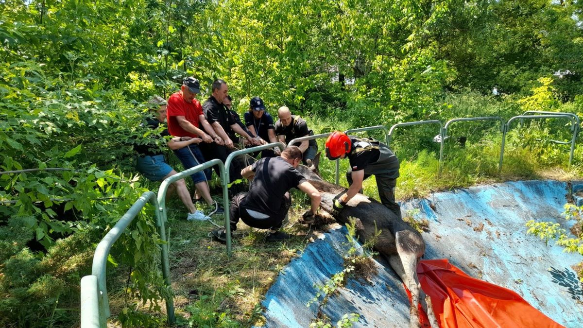 Służby ratowały łosia