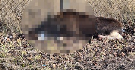 Tragiczna śmierć łoszaka we Włocławku. Chcą ukarania winnych