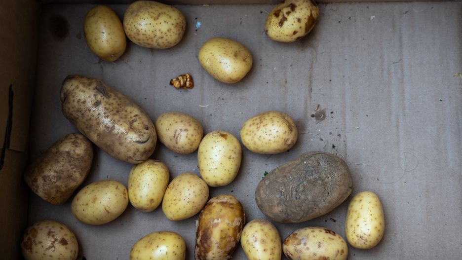 NEW YORK, NEW YORK - APRIL 23: Potatoes sit in a box as residents participate in a twice-weekly food distribution at a church in the South Bronx on April 23, 2025, in New York City. The South Bronx is the poorest congressional district in the country, with 38% of its residents living below the poverty line. The distribution relies on food from City Harvest and other charitable groups that receive food and funding from the USDA. The Donald Trump administration has proposed billions in cuts to funding for the USDA and other programs that assist those in need. (Photo by Spencer Platt/Getty Images)