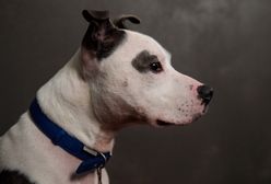 Koronawirus. Hiszpania: Pies pomógł uratować zakażonego właściciela